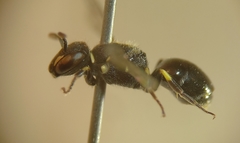 Hylaeus hyalinatus