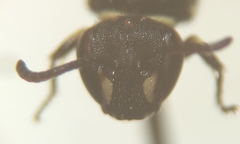 Hylaeus hyalinatus