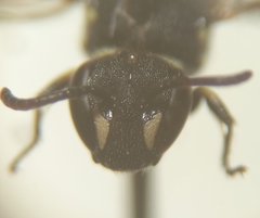 Hylaeus hyalinatus