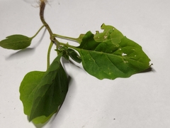 Magnoliopsida