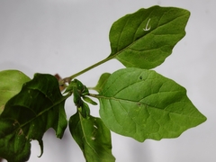 Magnoliopsida