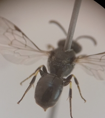 Hylaeus hyalinatus