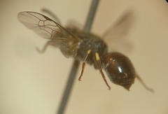 Hylaeus hyalinatus