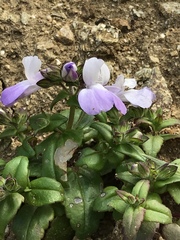 Collinsia multicolor