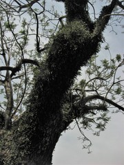 Microgramma mortoniana