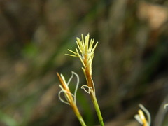 Carex geyeri