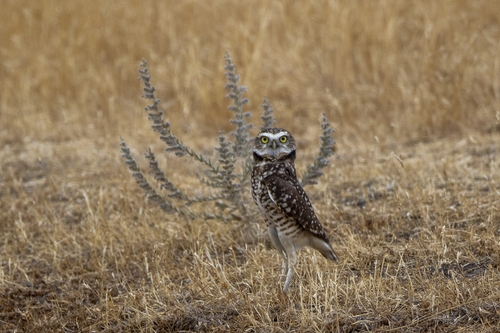 iNaturalist observation photo of Burrowing Owl