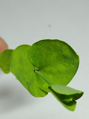 Magnoliopsida