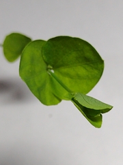 Magnoliopsida