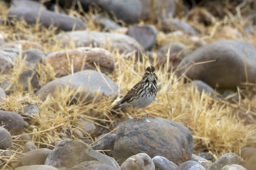 iNaturalist observation photo of Savannah Sparrow