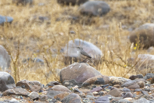 iNaturalist observation photo of Rock Wren