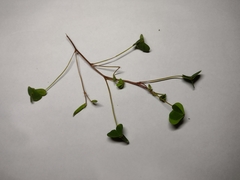Oxalis