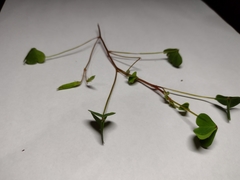 Oxalis