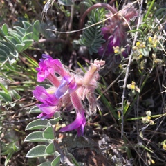 Astragalus shortianus