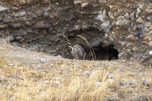 iNaturalist observation photo of Burrowing Owl