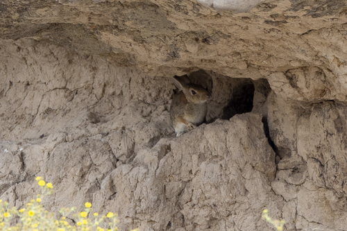 iNaturalist observation photo of Desert Cottontail