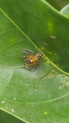 Acragas trimaculatus