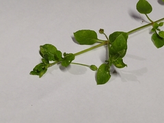 Magnoliopsida