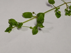 Magnoliopsida