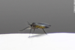 Psorophora cyanescens