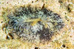 Scutus unguis