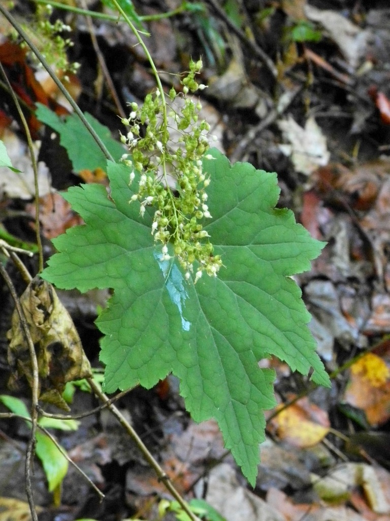 Heuchera villosa, Anna Ruby Falls, Georgia 30571, USA