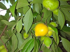 Magnoliopsida