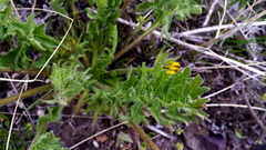 Balsamorhiza