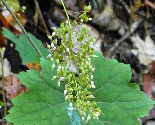 Heuchère villosa 2