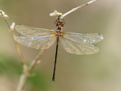 Austrophya mystica