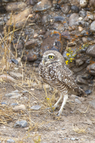 iNaturalist observation photo of Burrowing Owl