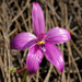 Caladenia emarginata - Photo (c) ron_n_beth, algunos derechos reservados (CC BY-NC)
