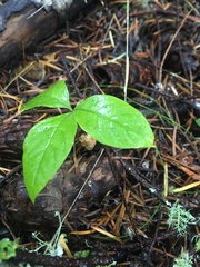 Lysimachia latifolia