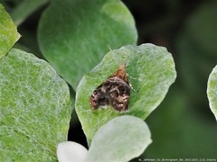 Tebenna gnaphaliella