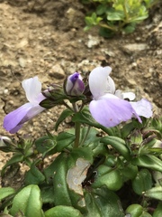 Collinsia multicolor
