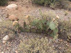 Opuntia confusa