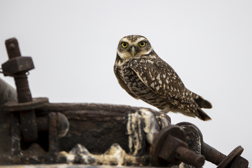 iNaturalist observation photo of Burrowing Owl