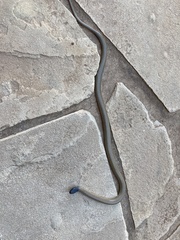 Tantilla