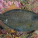 Wirenet Filefish - Photo (c) Steve Smith, some rights reserved (CC BY-NC-ND), uploaded by Steve Smith