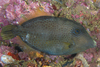 Wirenet Filefish - Photo (c) Steve Smith, some rights reserved (CC BY-NC-ND), uploaded by Steve Smith