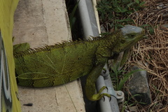 Iguana iguana