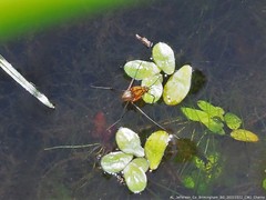 Trepobates pictus