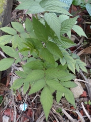 Rubus croceacanthus