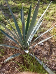 Agave tequilana