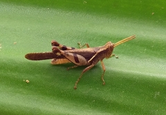 Omalotettix obliquus