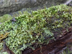 Bryophyta