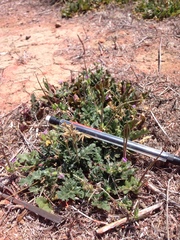 Erodium brachycarpum