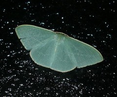 Chlorocoma stereota