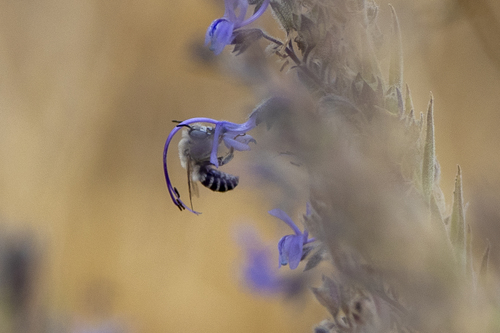 iNaturalist observation photo of Urbane Digger Bee