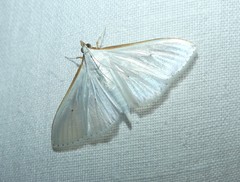 Palpita margaritacea